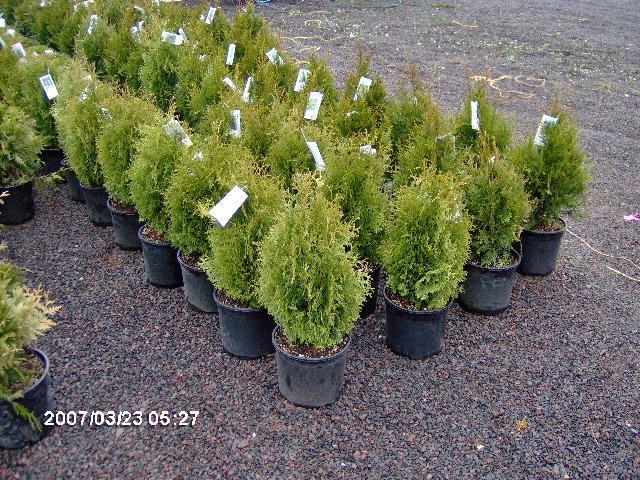 Thuja occidentalis 'Holmstrup' 
We deliver and plant anywhere on the East Coast. Large trees, plants, arborvitae, green giants, emerald greens, viburnums, burning bushes. We do landscaping and hardscaping. We raise oaks, maples, dogwoods, hollies, natives, wetland plants, wetland plantings, rough areas, dry locations, hemlocks, junipers, serviceberry, apples, fruit trees, Rocks, boulders, flagstone ...we carry it all. Buy from a grower and save.